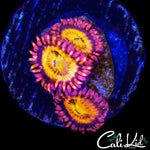 SAKURA TYPE ZOA TRIPLE