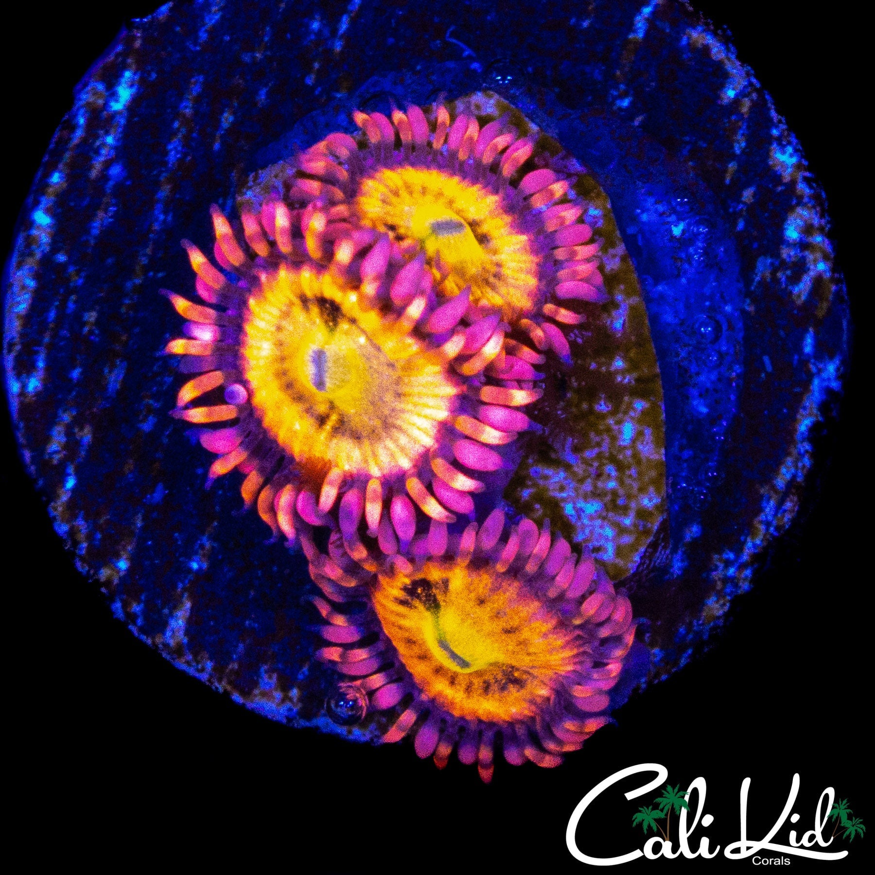 SAKURA TYPE ZOA TRIPLE