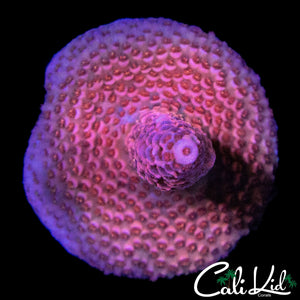PINK FUSION ACRO