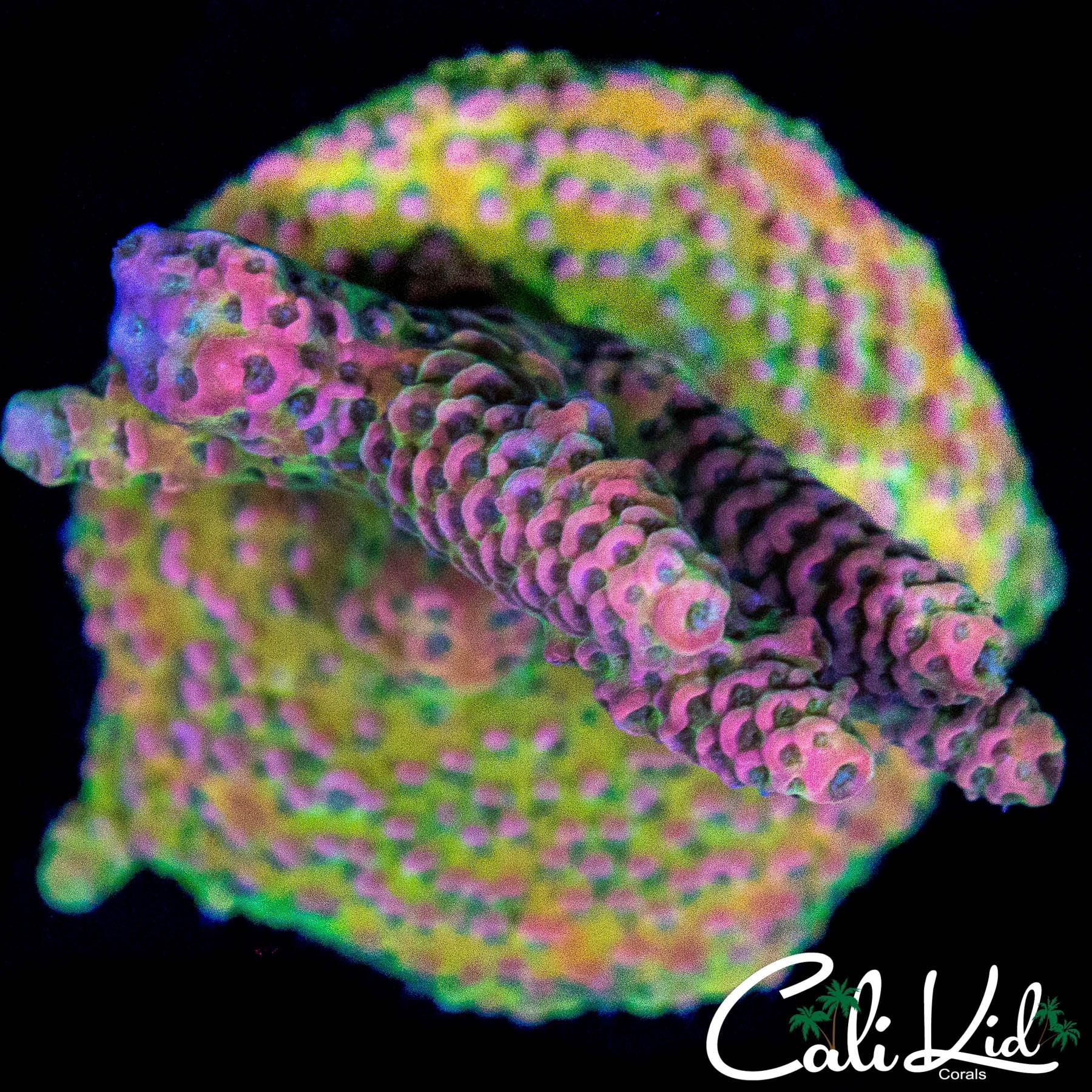 BEAUTIFUL RAINBOW ACRO