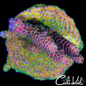 BEAUTIFUL RAINBOW ACRO