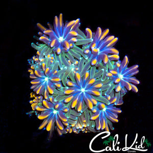 CK Kaleidoscope Galaxia