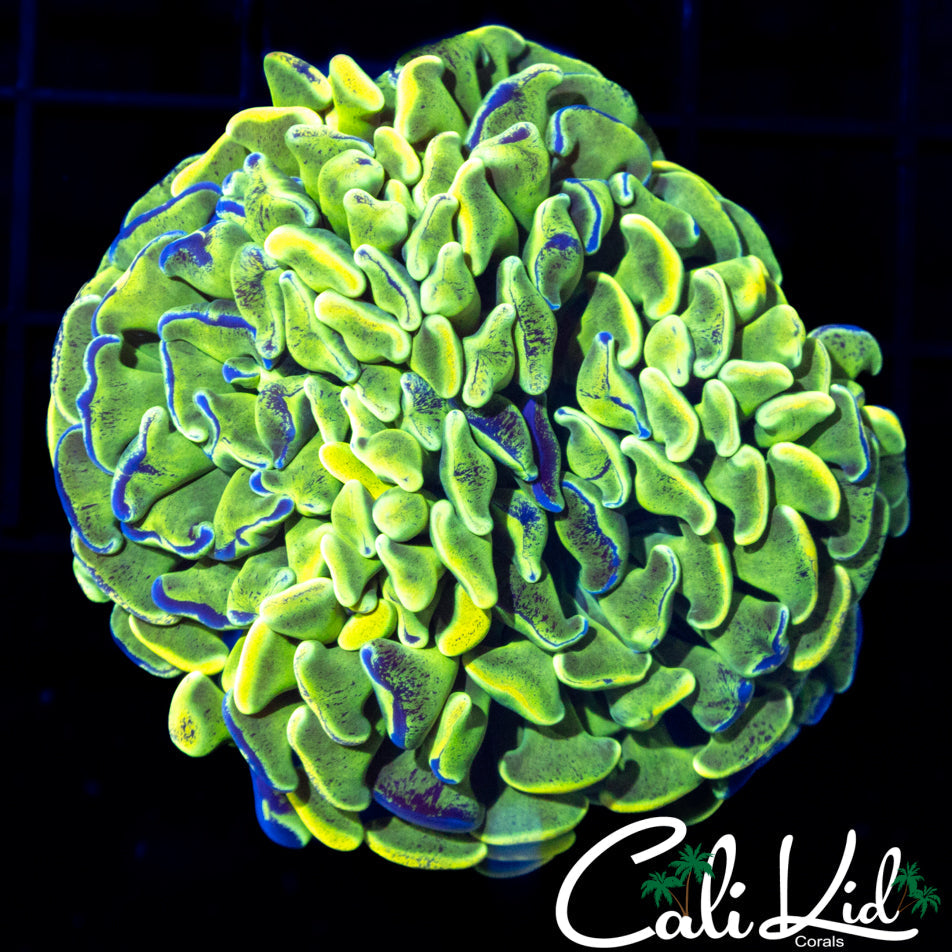Tri Color Splatter Branching Hammer