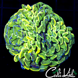 Tri Color Splatter Branching Hammer