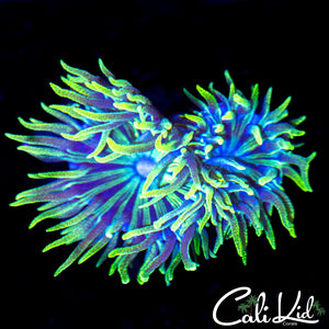 Flower Petal Duncan Double