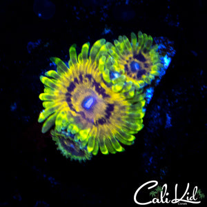 Mystery Zoa Triple