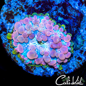 Neptune Bounce Mushroom