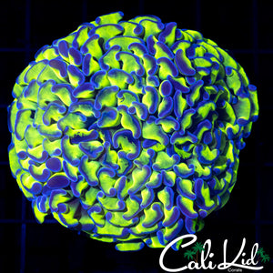 Green / Purple Tip Branching Hammer