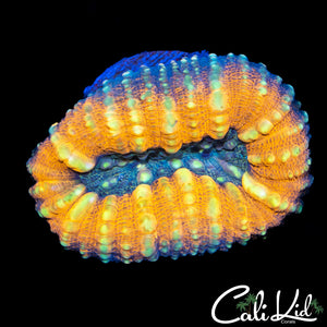 Wart Skin Lobo