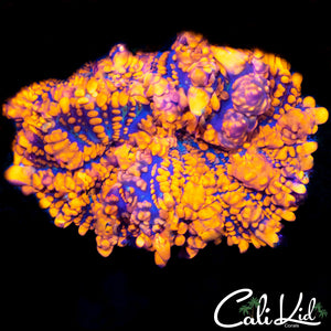 Rhodactis Bounce Mushroom