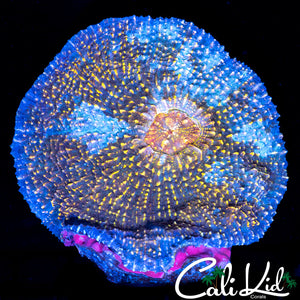 Unique Chalice Colony