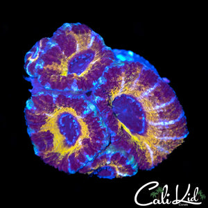CK Black Panther Acan Quad