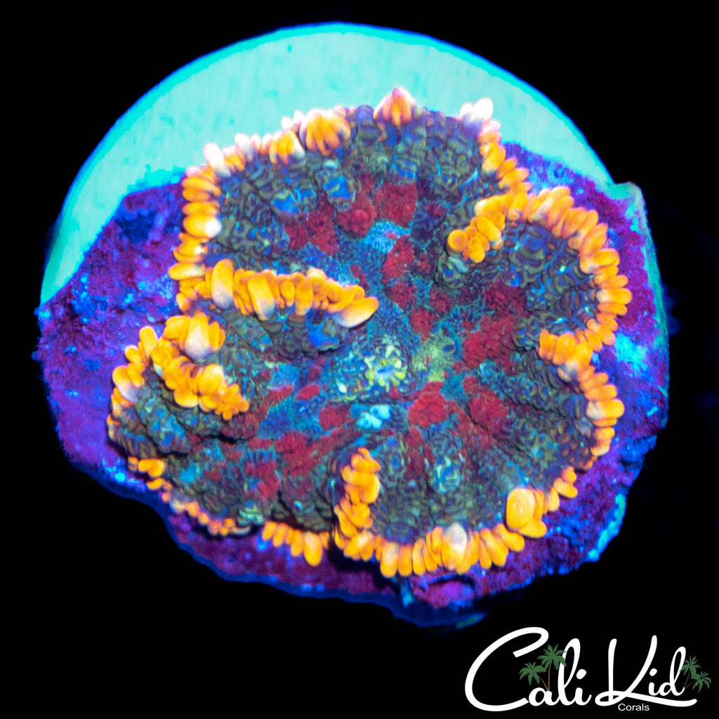 Beautiful Tri Color Rhodactis
