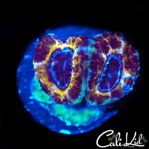 CK Black Panther Acan Double