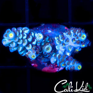 Ultra Rainbow Tenius Frag