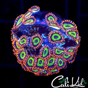 Fruit Loop Zoa Colony