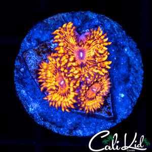 Maul Zoa Triple