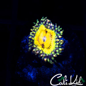 Butt Muncher Zoa