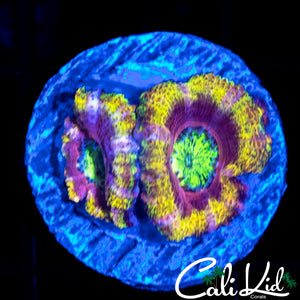Ultimate Rainbow Acan Double