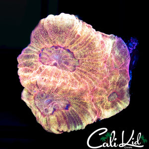 Rare Speckled Favia Frag