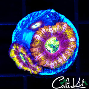 Ultimate Rainbow Acan Triple
