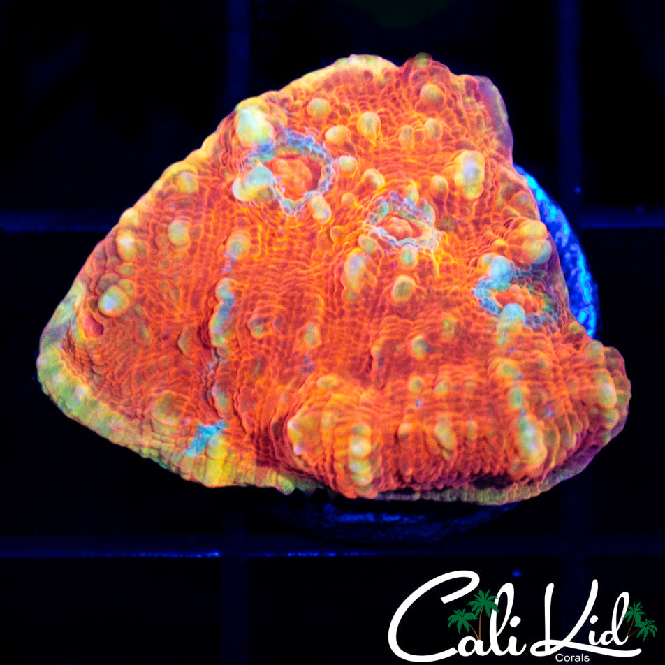 Flamethrower Chalice Frag