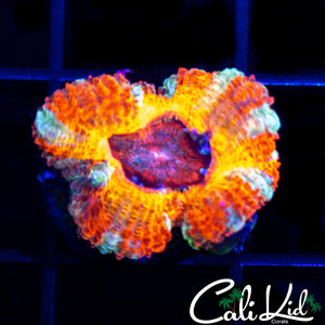CK Pennywise Acan