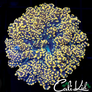 Orange Branching Octospawn
