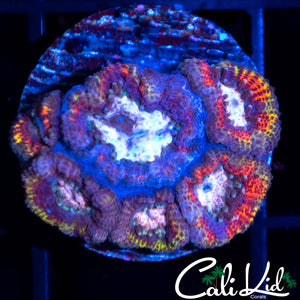 Rainbow Micro Mini Colony