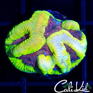 Pink Platy Frag