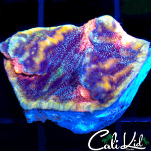 Pink Eye Speckled Chalice