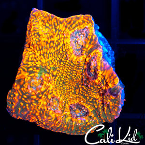 Ultra Chalice Frag