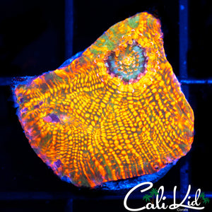 Ultra Chalice Frag