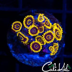 Golden Eye Mini Colony