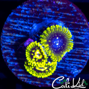 Exosphere Triple