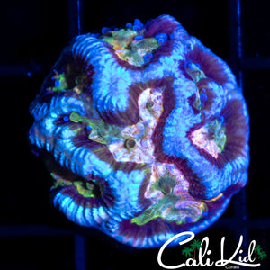 Maze Favia Frag