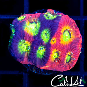 CB Jelly Bean Favia
