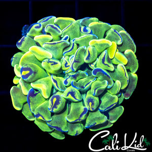 Splatter Branching Hammer