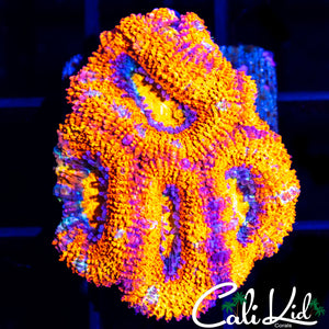 Ultra Acan Mini Colony