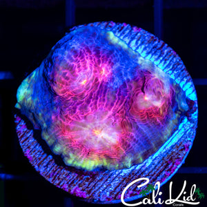 CK Frankenberry Chalice