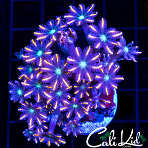Rainbow Clove Polyps