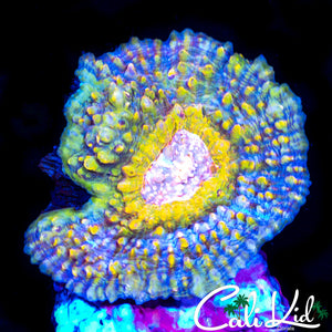 Rare Aussie Rainbow Chalice