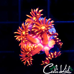 Red Speckled Goni