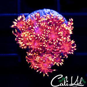 Red Speckled Goni