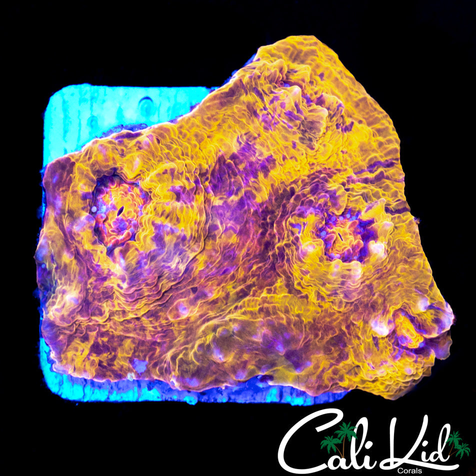 Ultra Swirl Chalice Frag