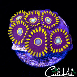 Purple Hornets Mini Colony