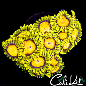 Blazin Cajun Mini Colony