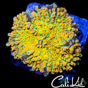 Stunning Rainbow Yuma