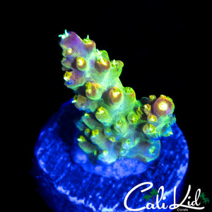 CK GOLDEN GODDESS ACRO