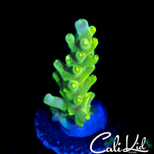 ULTIMATE GREEN SLIMER